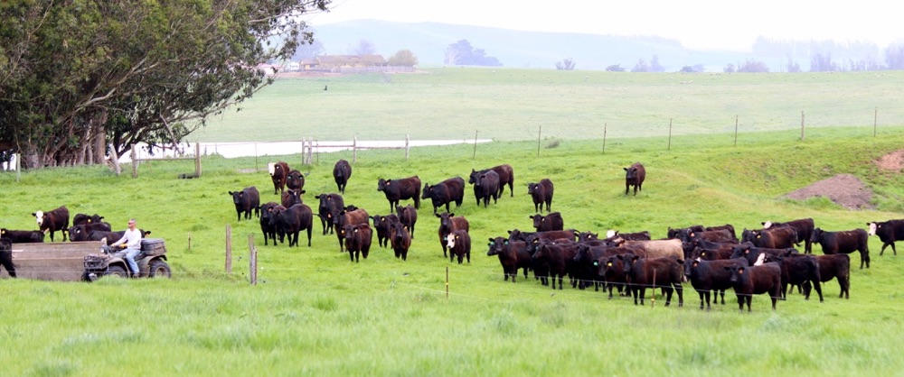 blog__born-grazed-what-is-rotational-grazing/IMG_9479esm.jpg