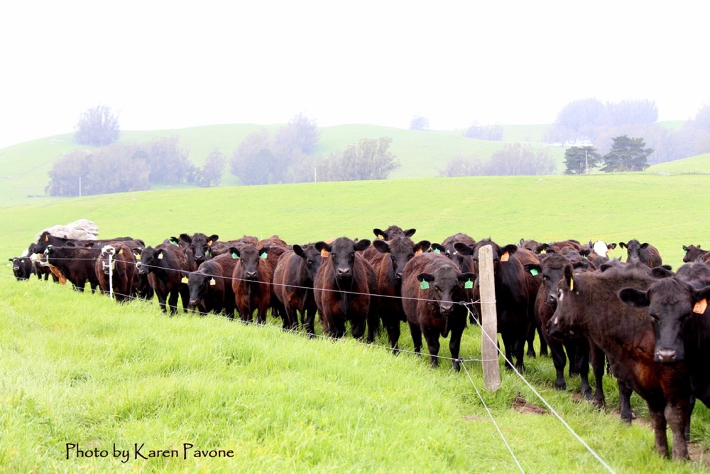 blog__born-grazed-what-is-rotational-grazing/IMG_9490e.jpg