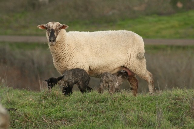 blog__christmas-day-lambs/NB-lambs.JPG