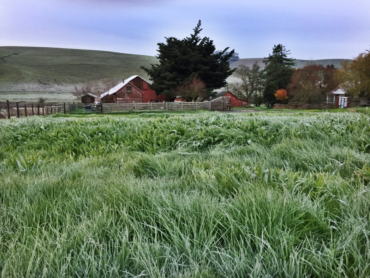 blog__the-benefits-of-regenerative-grazing/SCRGrassFarmIMG_2054.jpg
