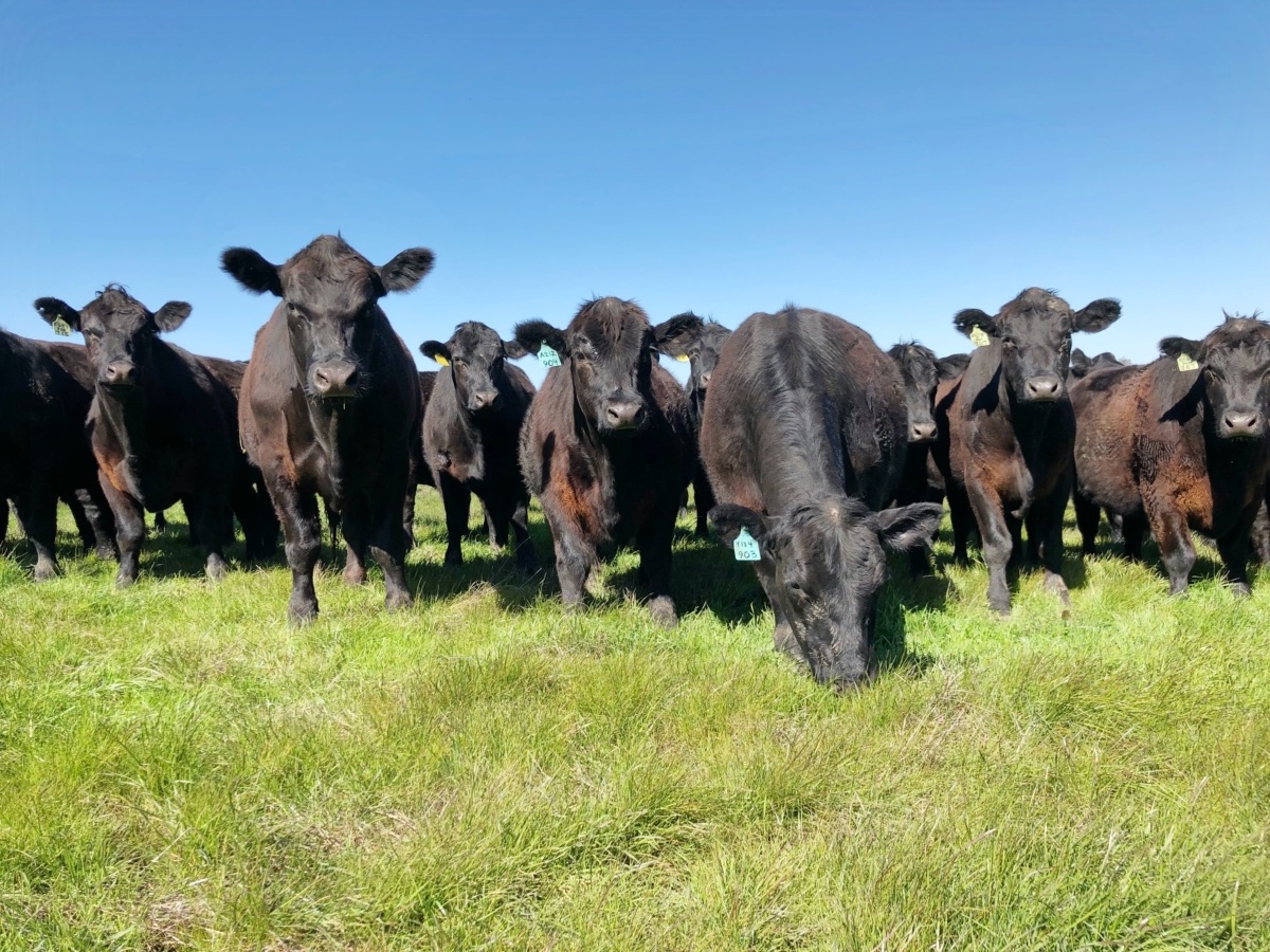 blog__the-benefits-of-regenerative-grazing/SCRHerdIMG_2025.jpg
