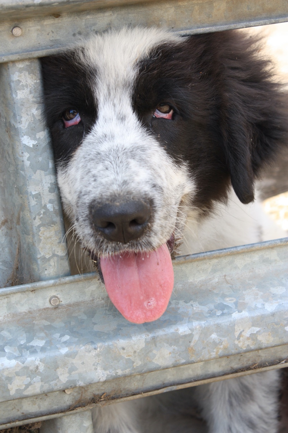 blog__the-pups-have-arrived/SCRPEPPER2.jpg