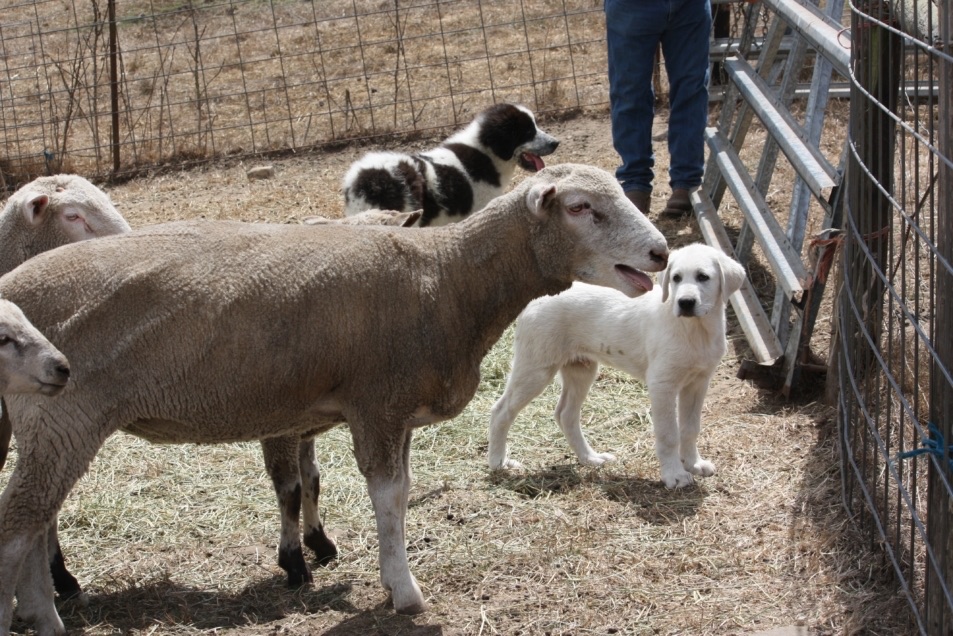 blog__the-pups-have-arrived/SCRprotectiondogs.JPG