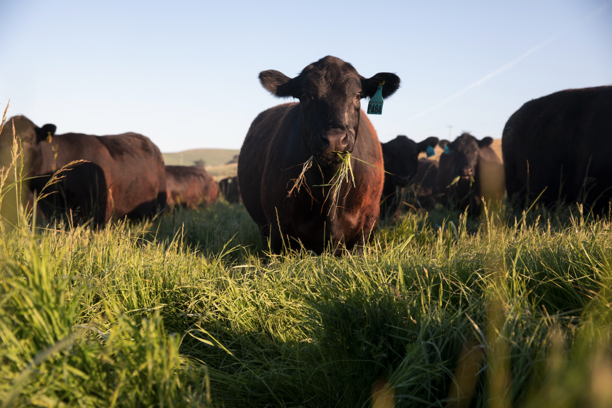 blog__why-is-grass-fed-beef-better/Screen-Shot-2022-01-12-at-4.46.37-PM.png
