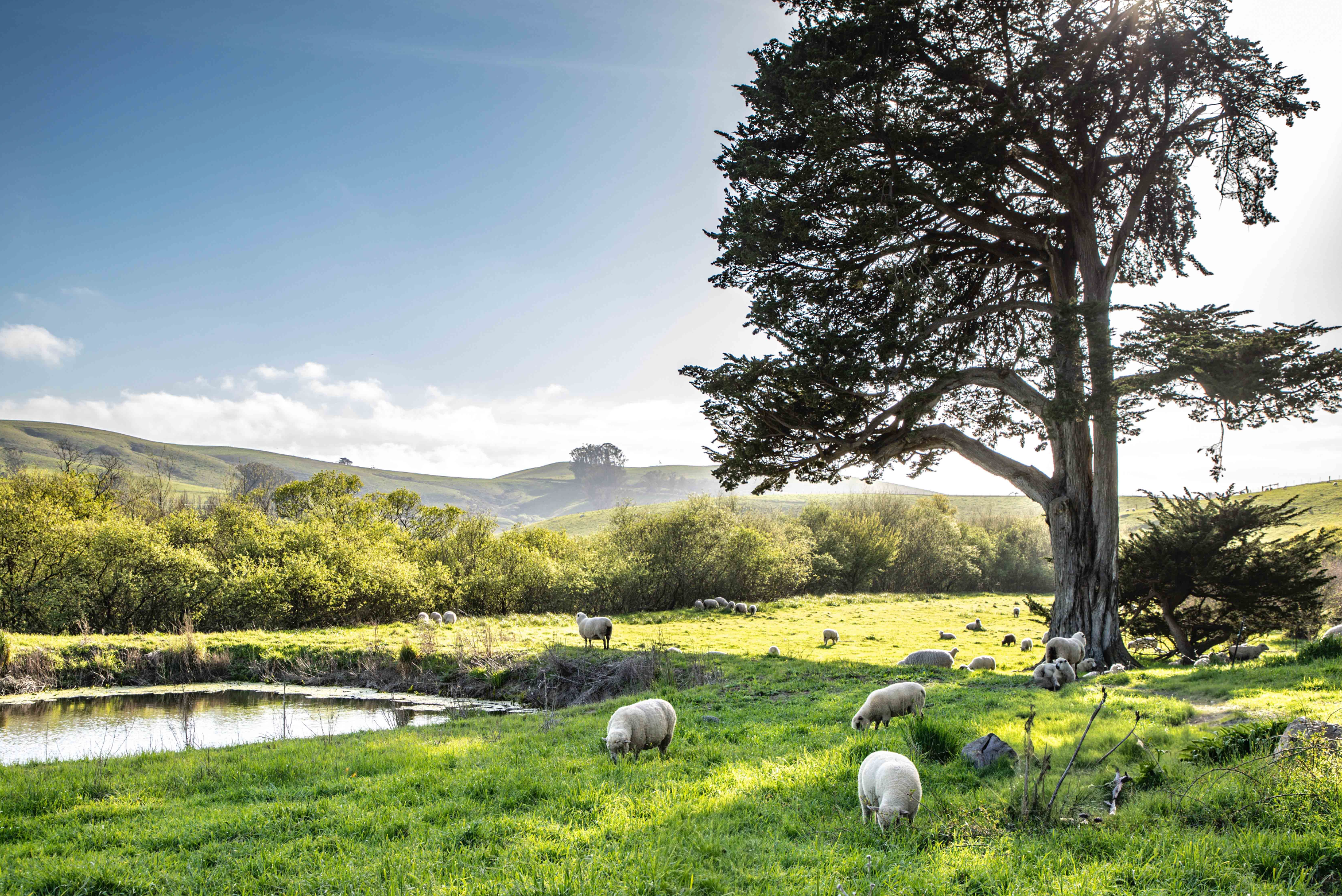 blog__spring-farm-dinner-2025-a-night-to-remember/Stemple_creek_Sheep.png