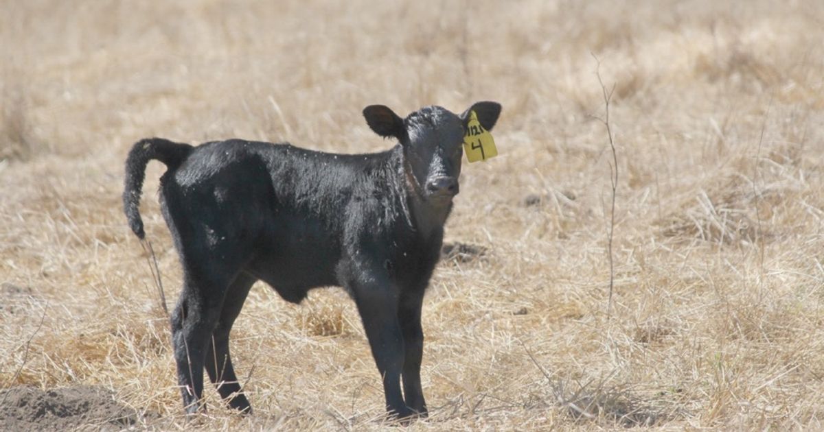 blog__calving-season/calf1.jpg