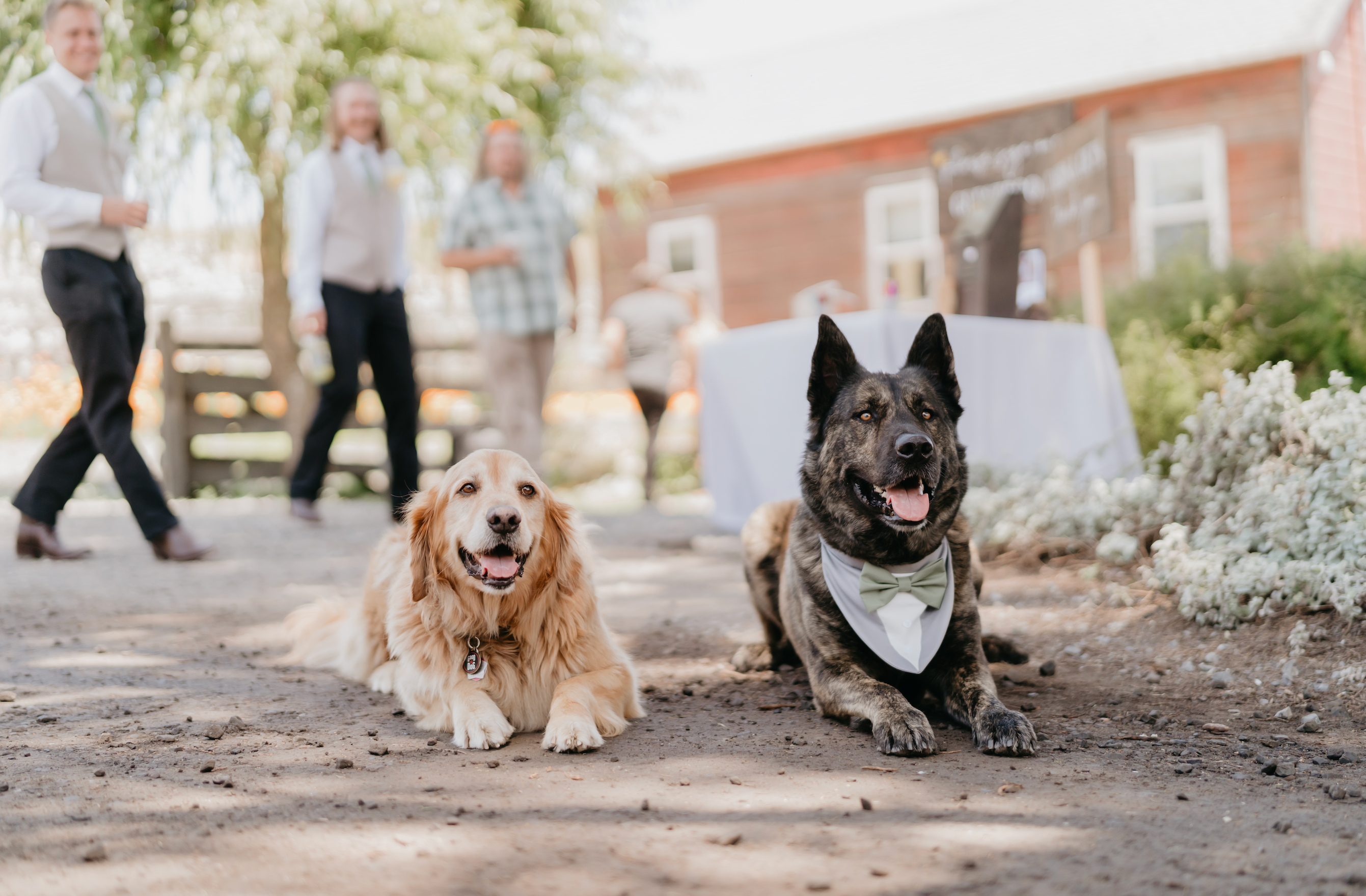 blog__interview-with-a-stemple-creek-bride/dog_friendly_wedding_venue.png