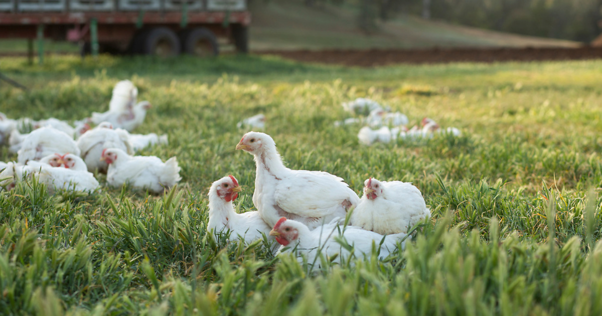Introducing: Organic Pasture Raised Chicken