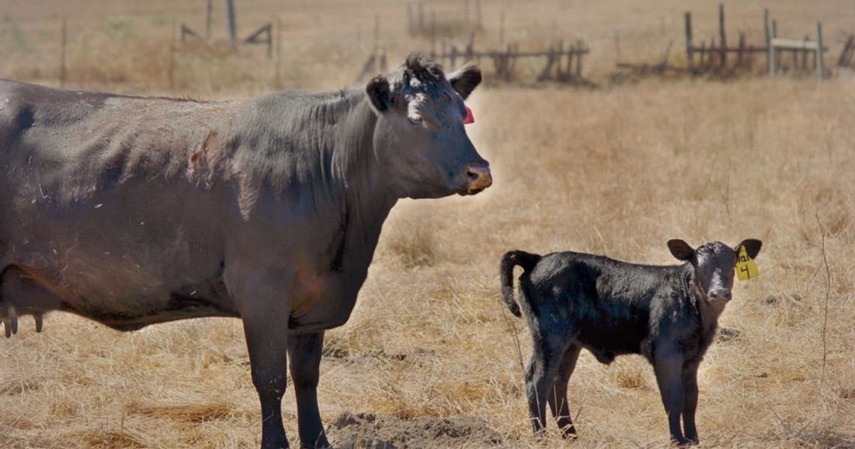 Calving Season!
