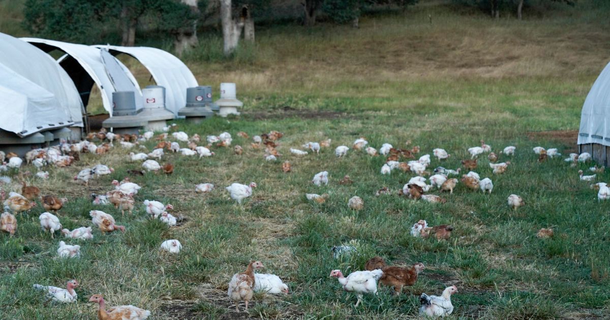 The Evolution of Our Chicken Program