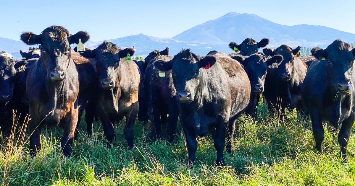 Understanding “Pasture to Plate” - Part One