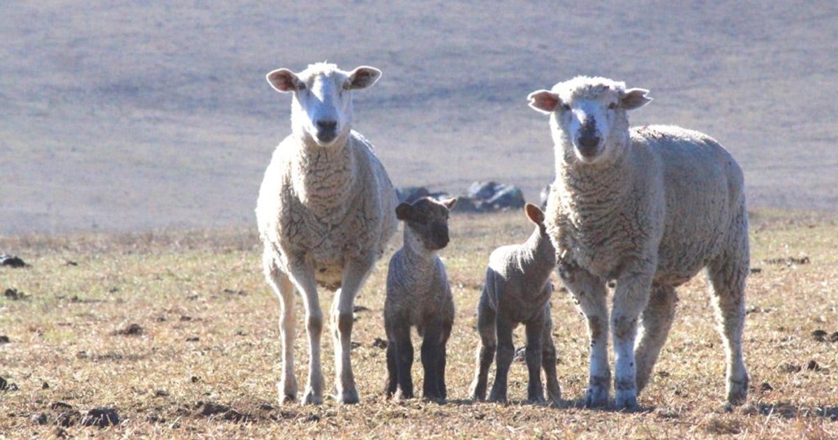 A Day With Our Spring Lambs