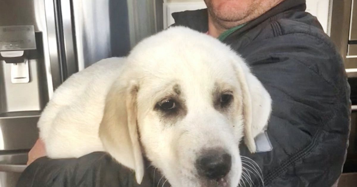 Welcoming our new Protection Pup!