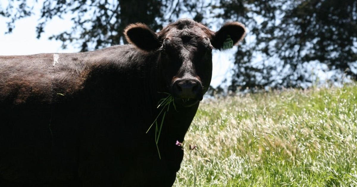 May Showers Bring Happy Cows... And Ranchers