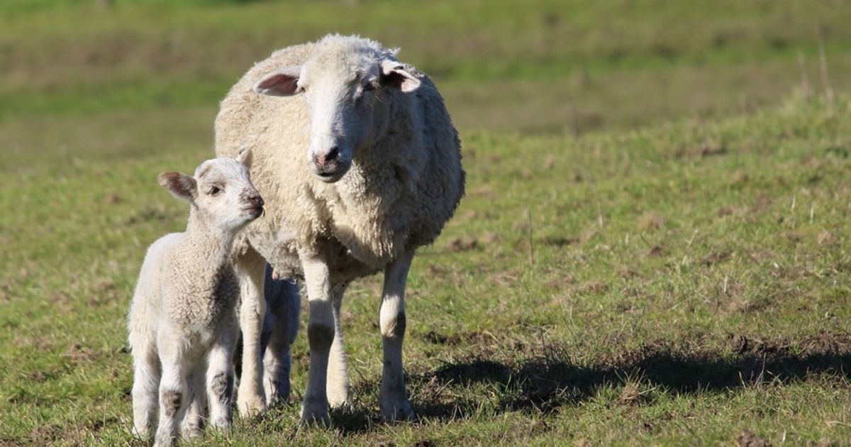 It's Lambing Season!