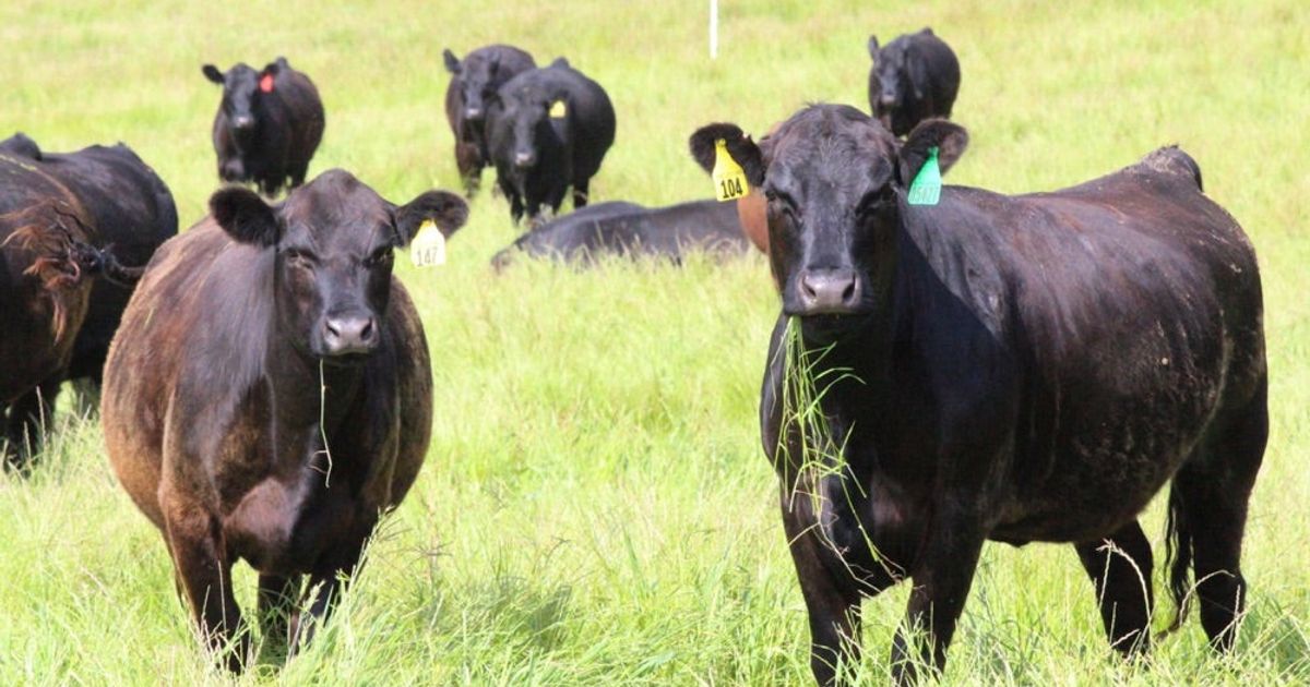 Grass-Fed Goodness