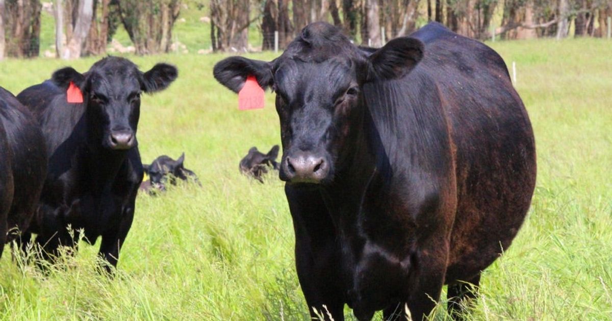 Out On The Ranch: Drought Update