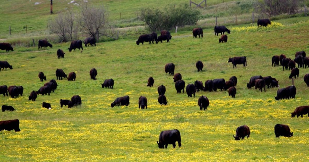 Born & Grazed: What is Rotational Grazing?