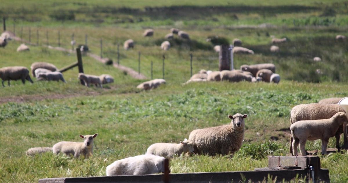 It's Sheep Shearing Season