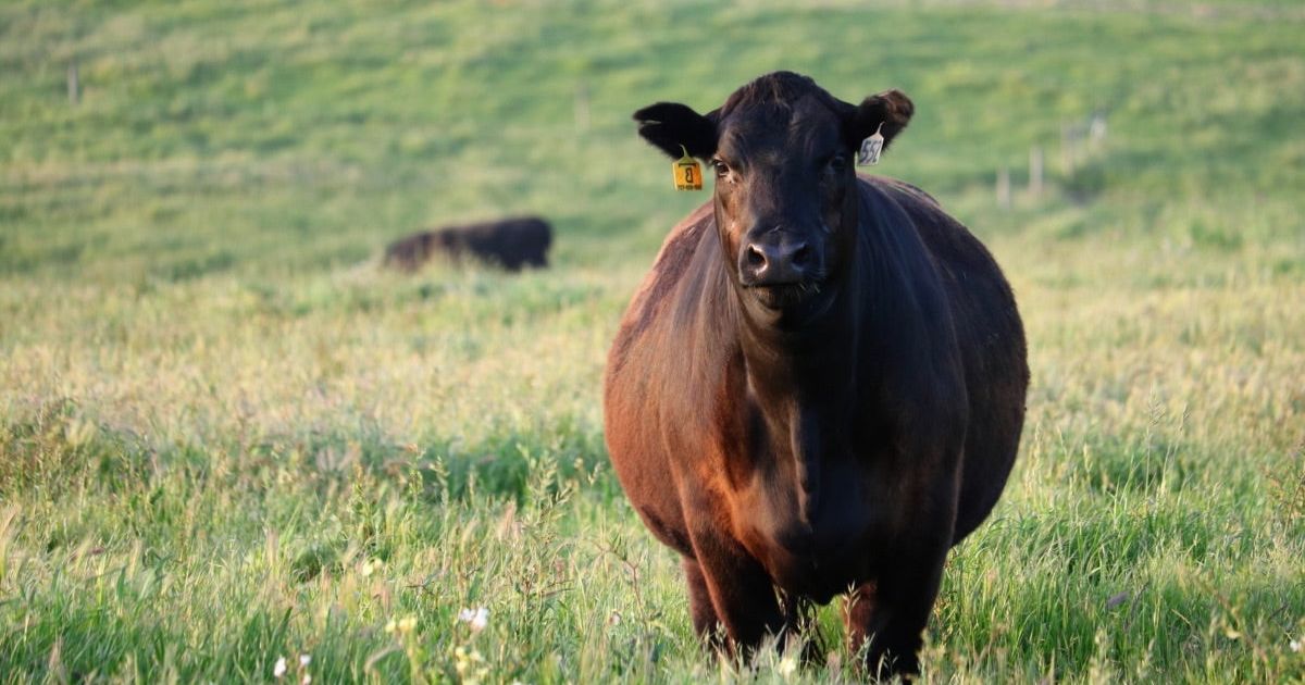 The Benefits of Regenerative Grazing