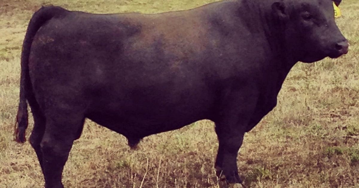And That's No Bull!