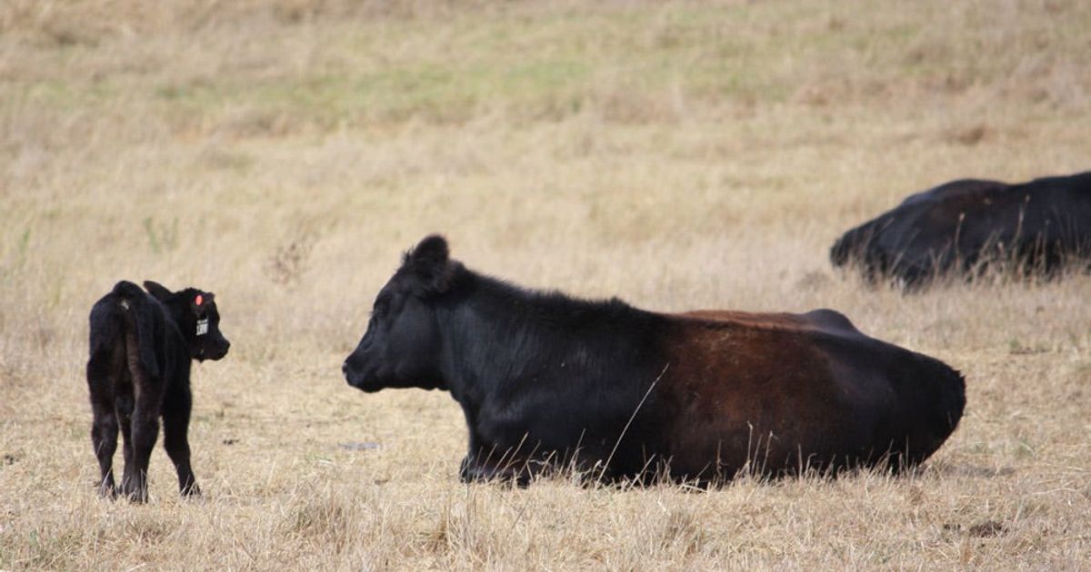Calving Season