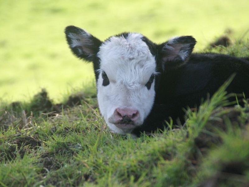 Valentine's Day Calf