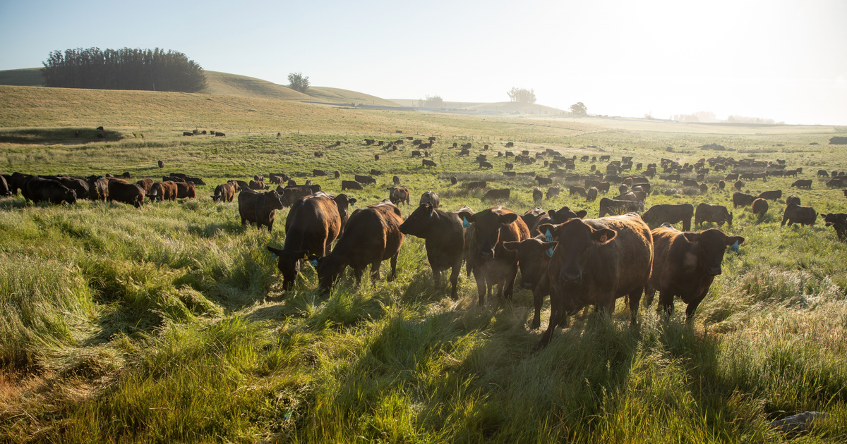 The True Cost of Raising Meat the Right Way - An Update on Our Pricing