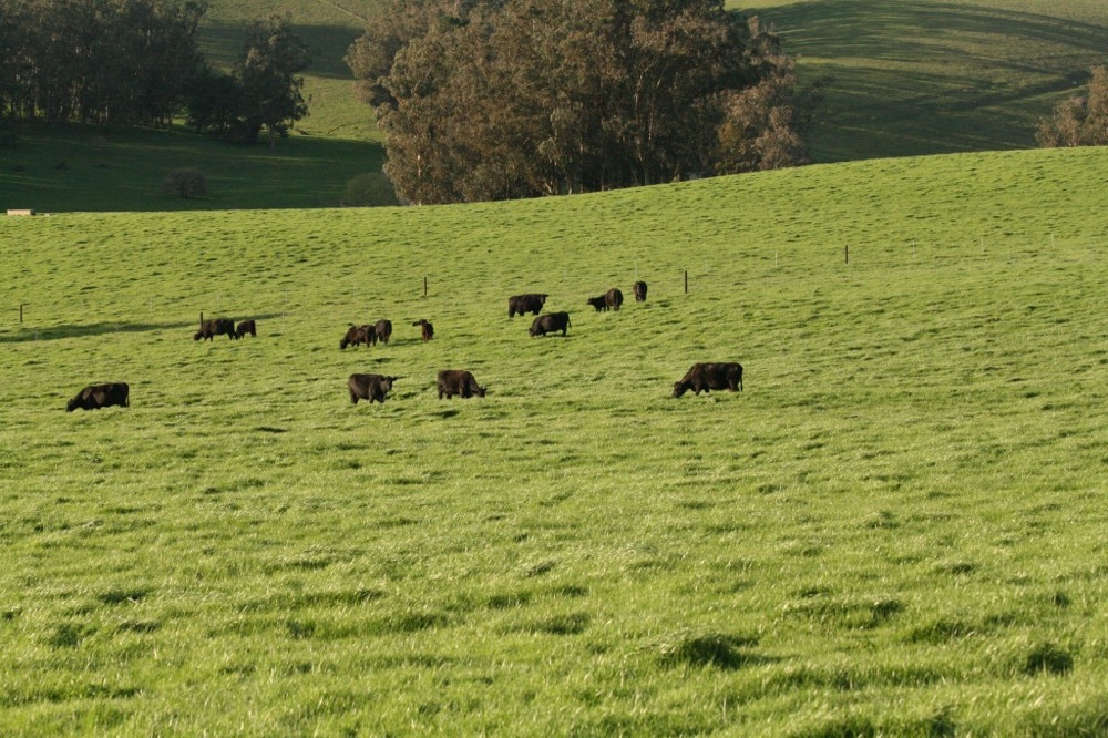 blog__our-future-grass-fed-beef-rancher/grass-is-a-growing-1024x682.jpg