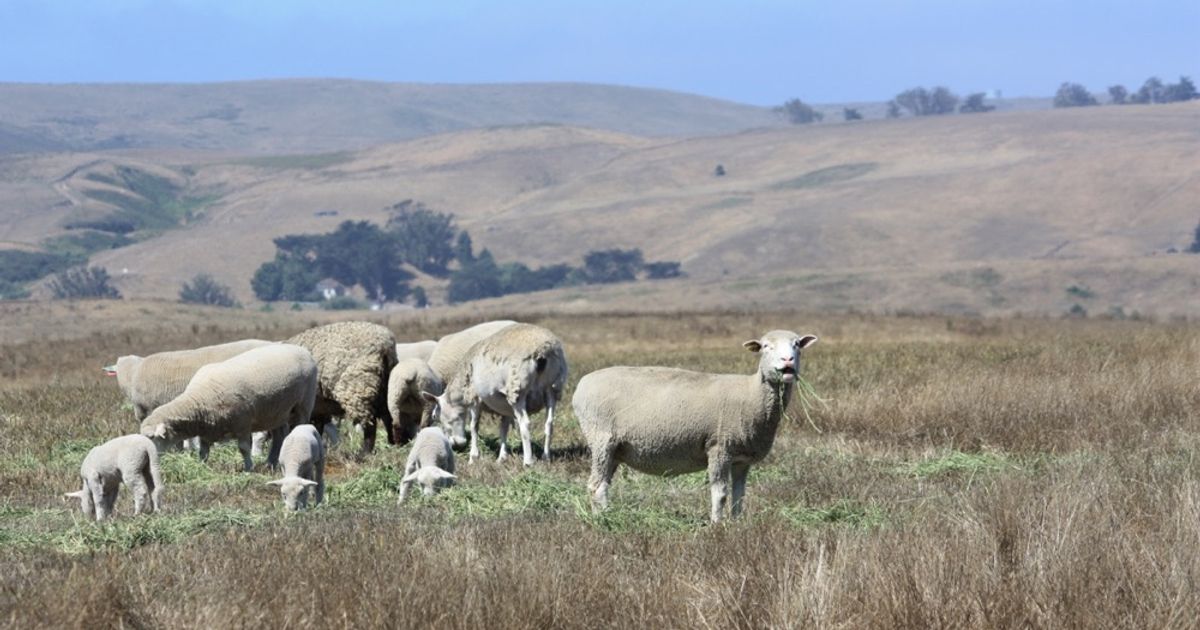blog__when-the-grass-is-greener/hayleage3.JPG
