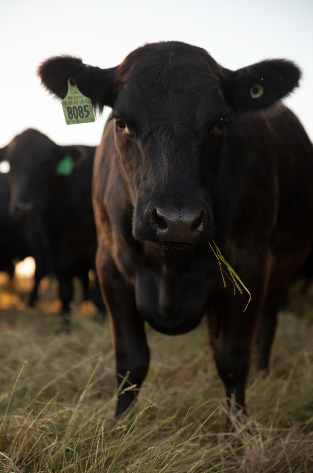 blog__an-update-on-our-pricing/paige_green_up_close_cow.png