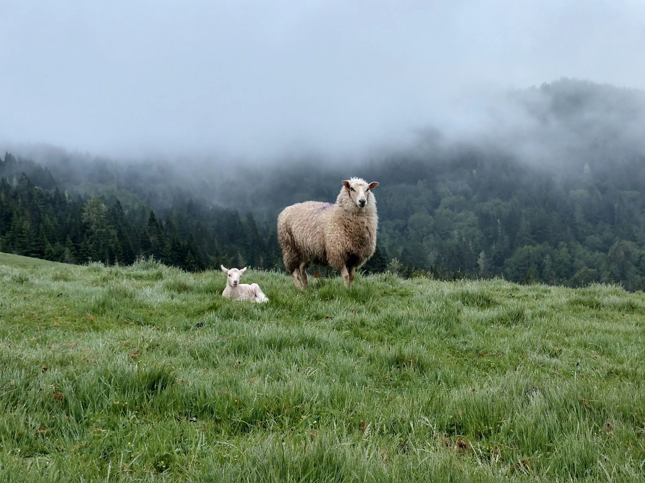Lamb