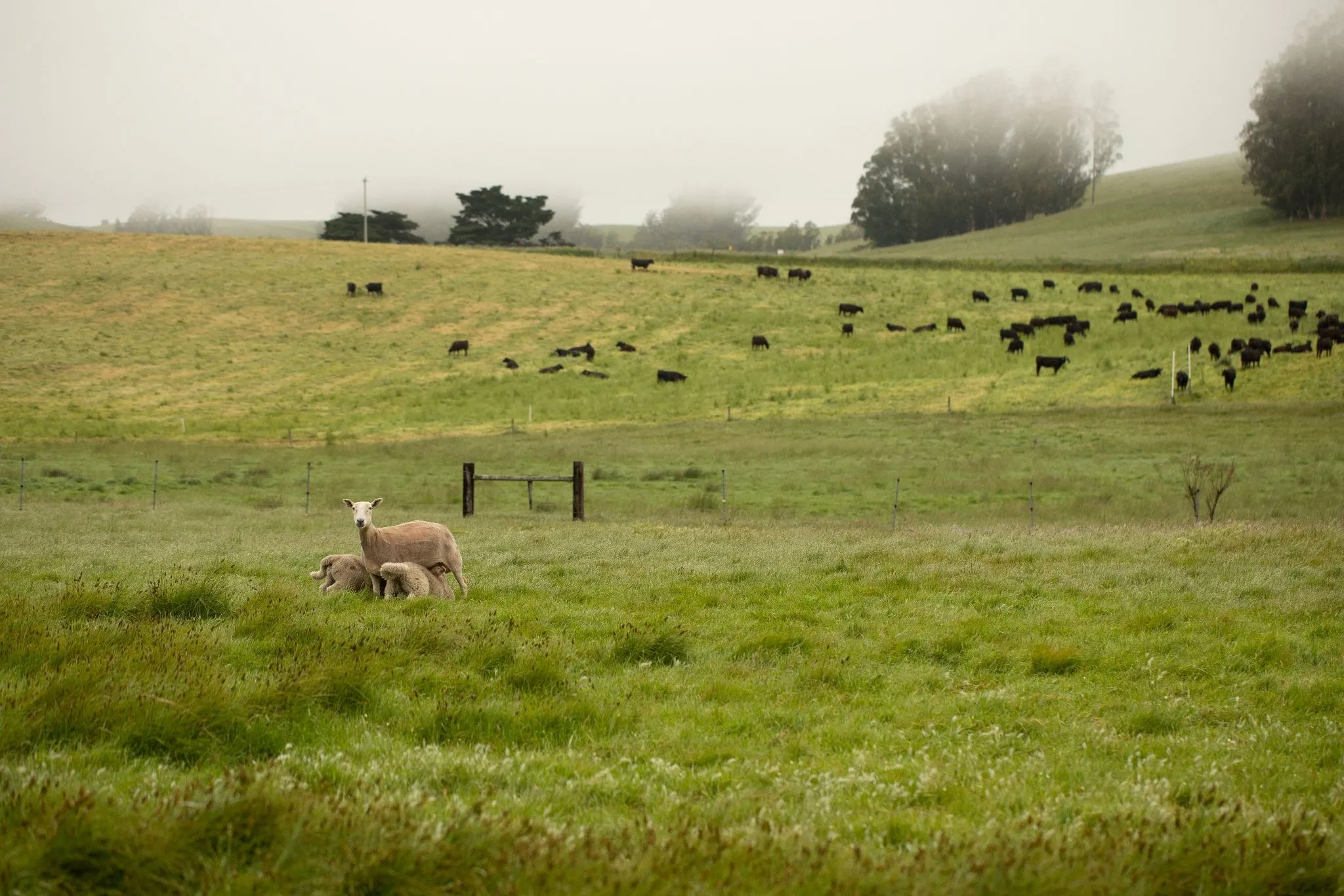 Stemple Creek Lamb