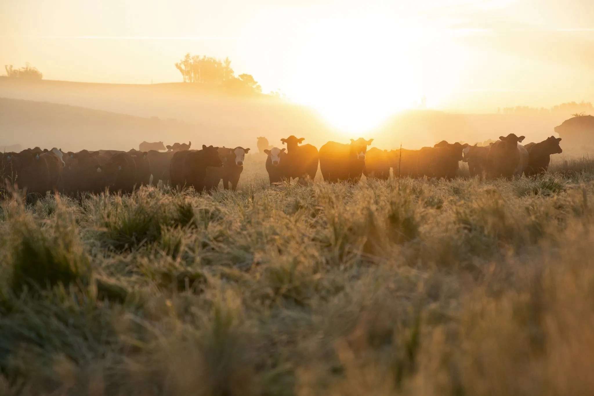 Stemple Creek Ranch Cattle