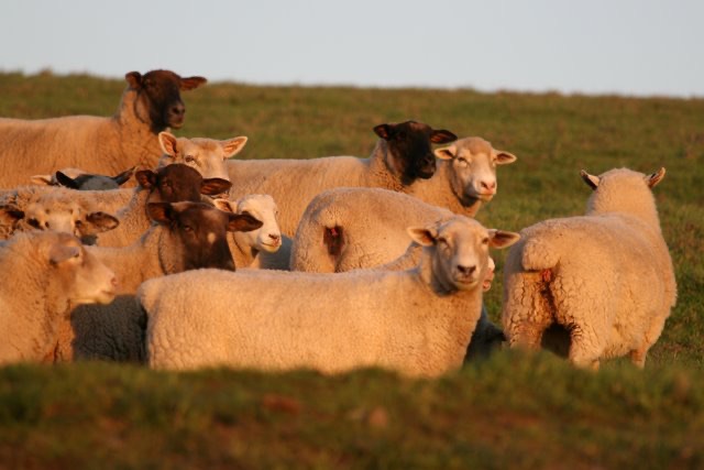 blog__christmas-day-lambs/sheep-group.JPG