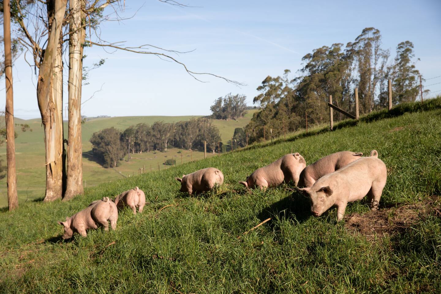 blog__are-you-ready-to-go-whole-hog-in-2024/stemple_creek_pigs.jpg